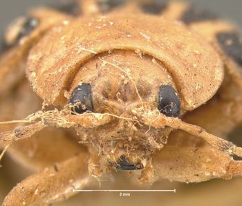 Media type: image; Entomology 17534   Aspect: head frontal view